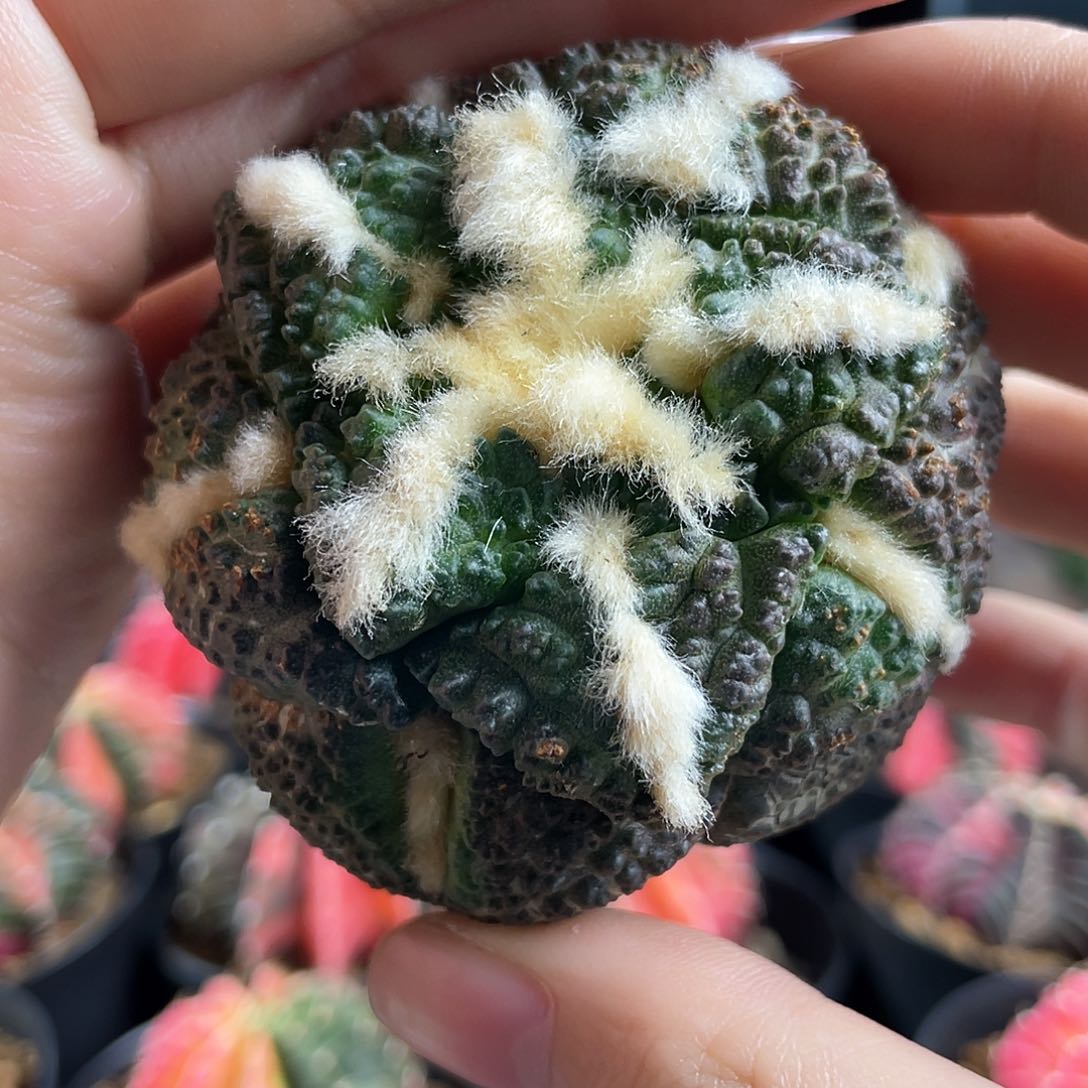 9号自根龟甲连山6.2cm