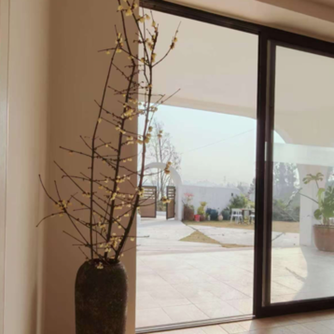 素心腊梅先切精品4号150cm/零度以下未拍保温不予售后