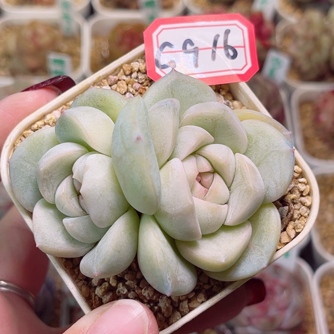 G916一物一拍 雪球珍妮