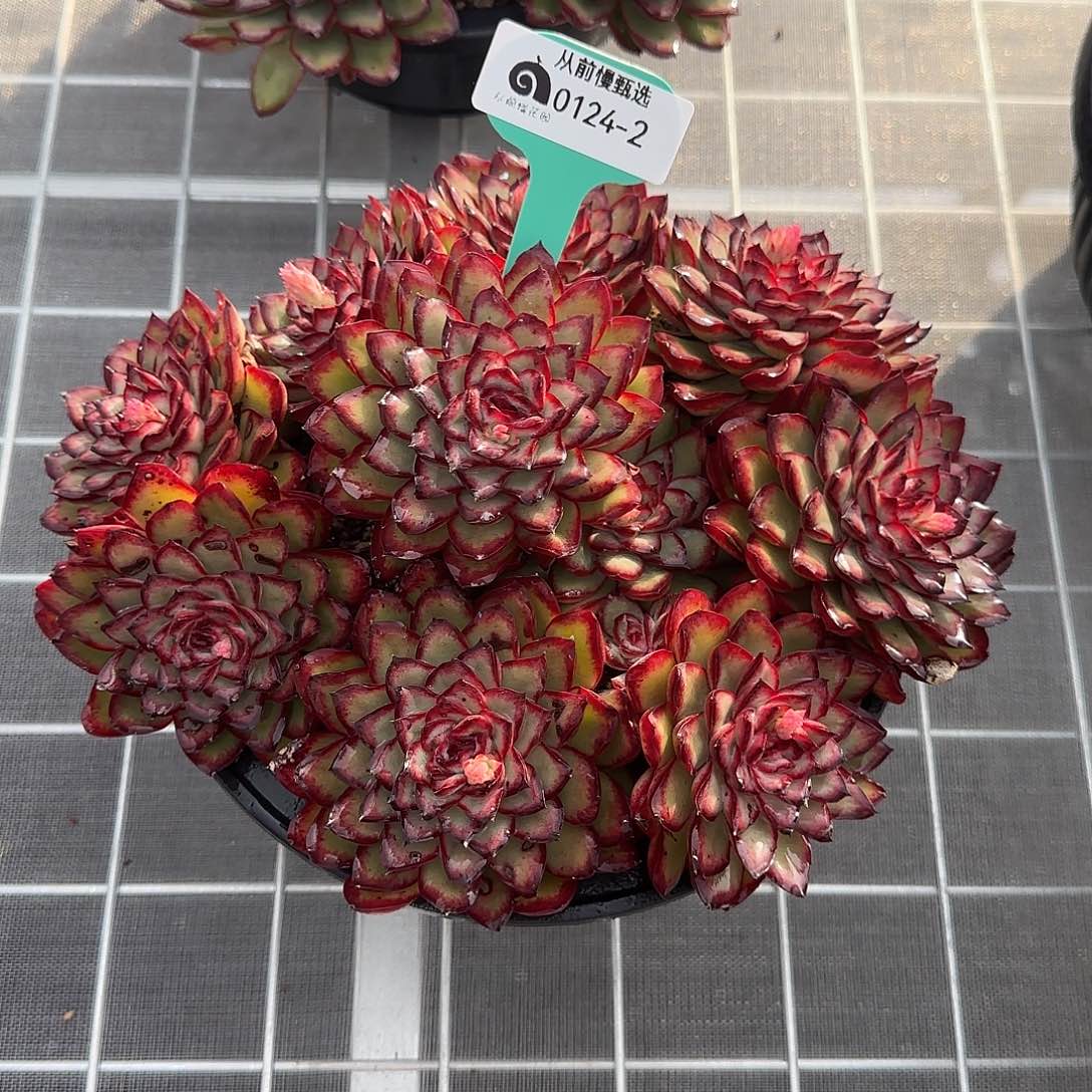 胡****肉从前慢花园精选0124-2