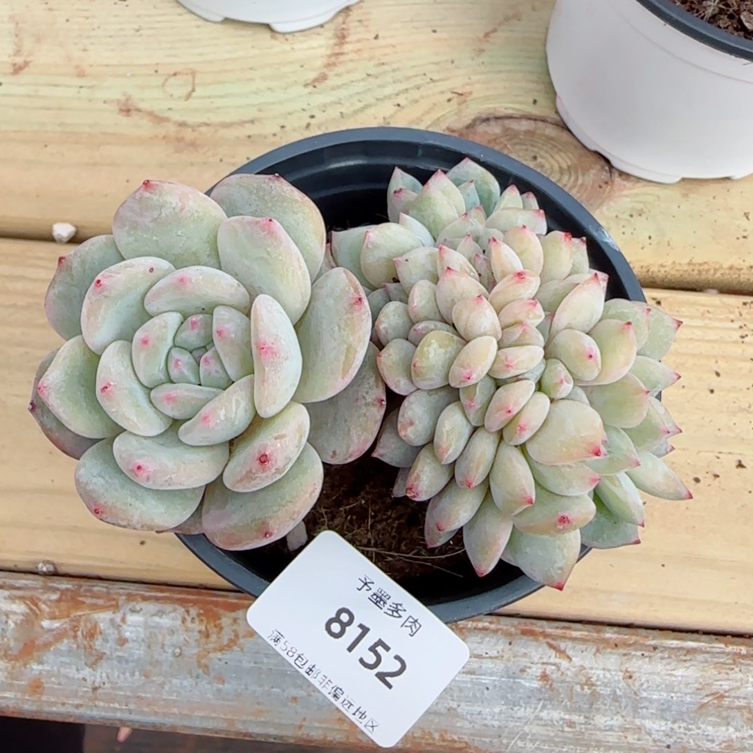 橙子小树缀化，8152
