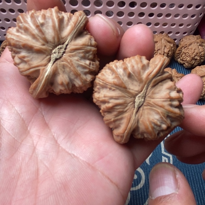 核桃微修尖白狮子43尺寸