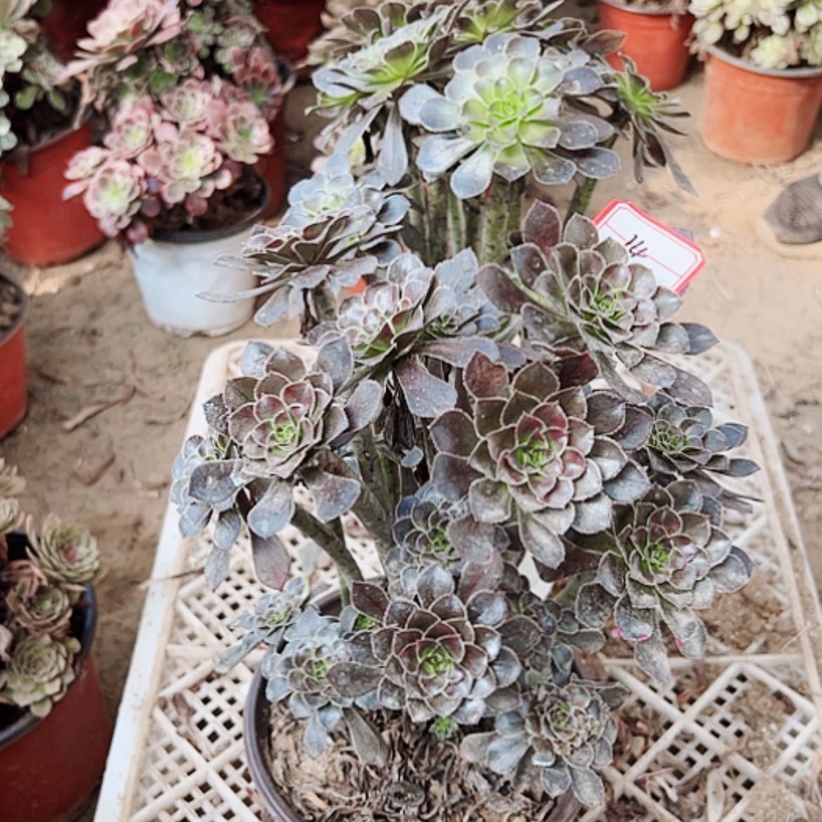 【闪购商品】无花朵烟****舞14号灰法师2颗断枝不包