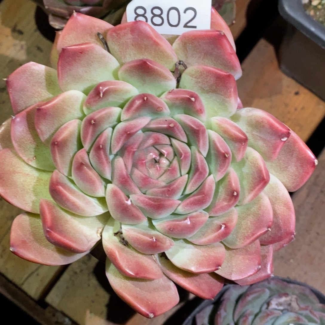 给***福杂交精品多肉8802~12厘米