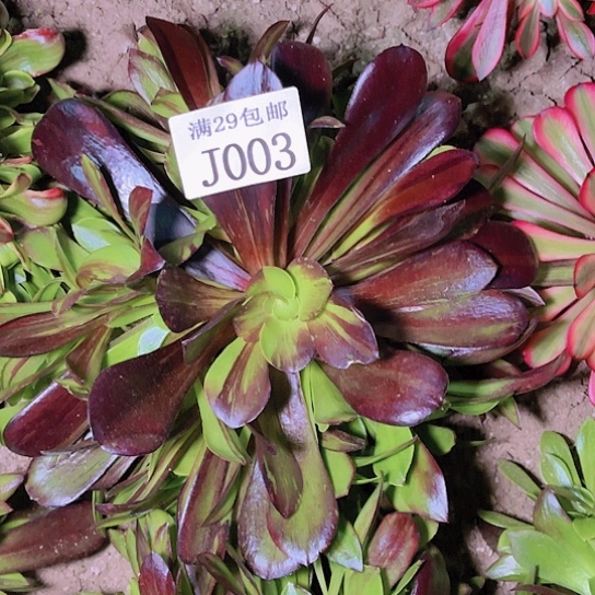 003欧若拉多肉植物