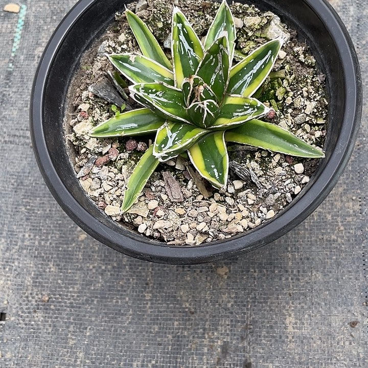 那***我无花朵龙舌兰绿色植物