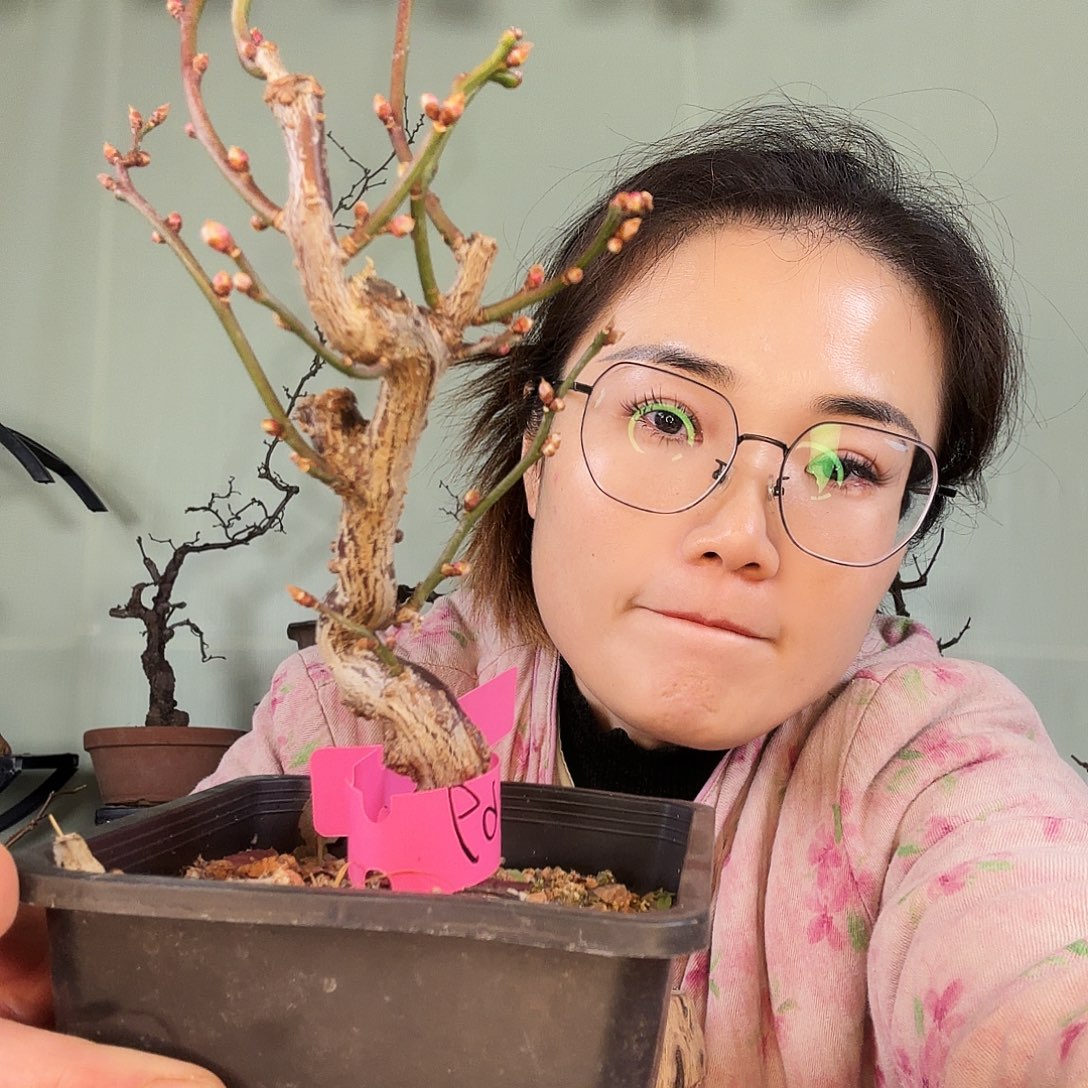 完全开放龙游梅花