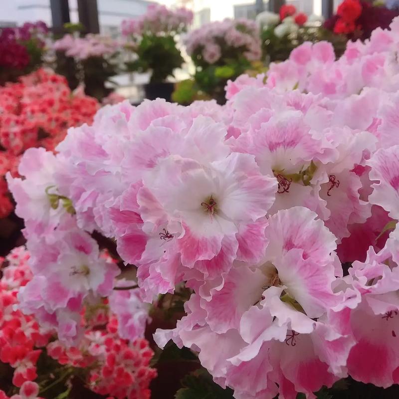 蝴蝶梅（多棵）小苗大花天竺葵室内阳台四季好养多年生花卉植物