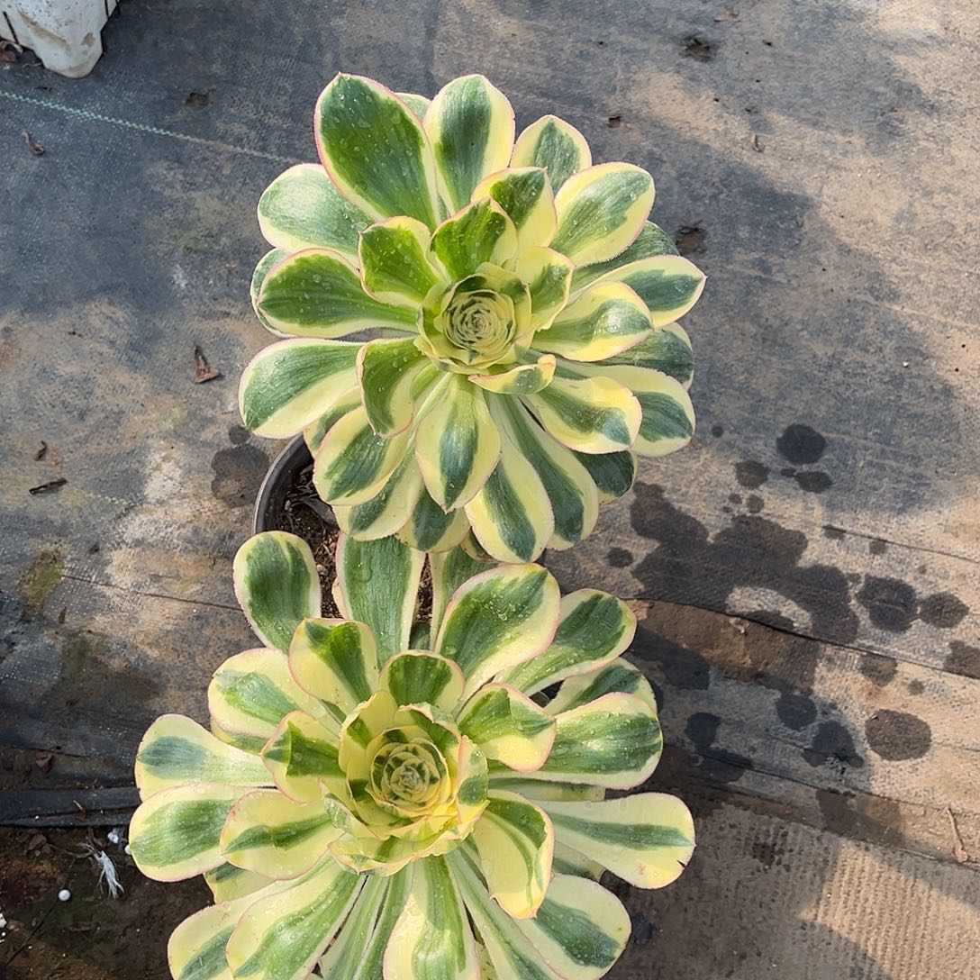 任***性燕姿hhhhhhhhhhhhhhh