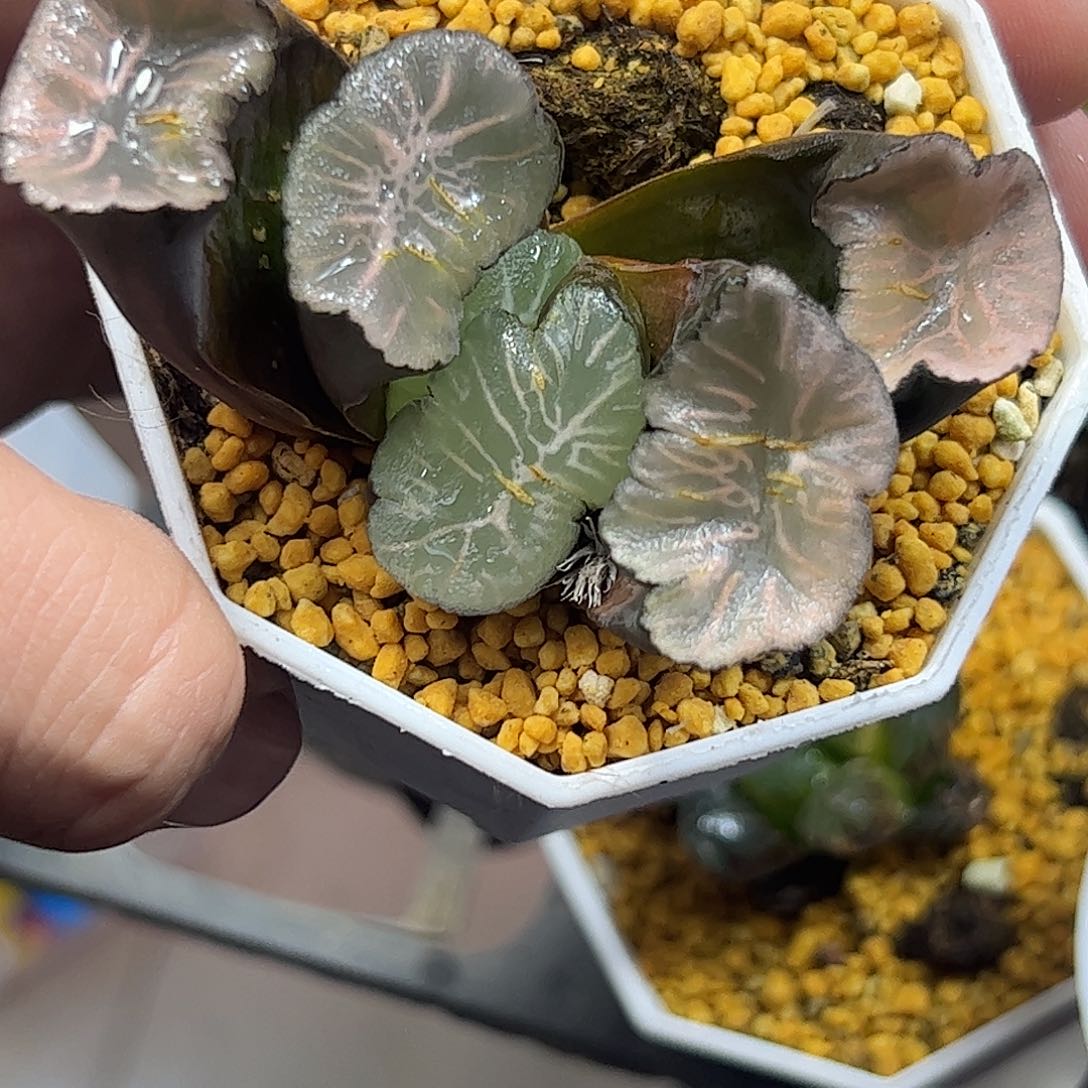 飞鸟万象十二卷多肉植物