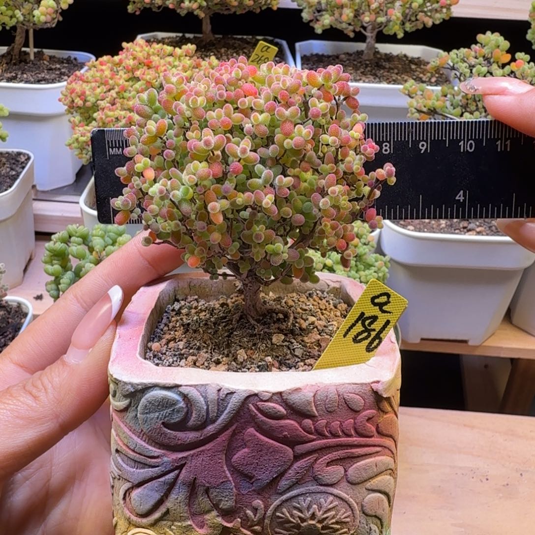 a186号蜜橘冠服7厘米左右带盆发福利价