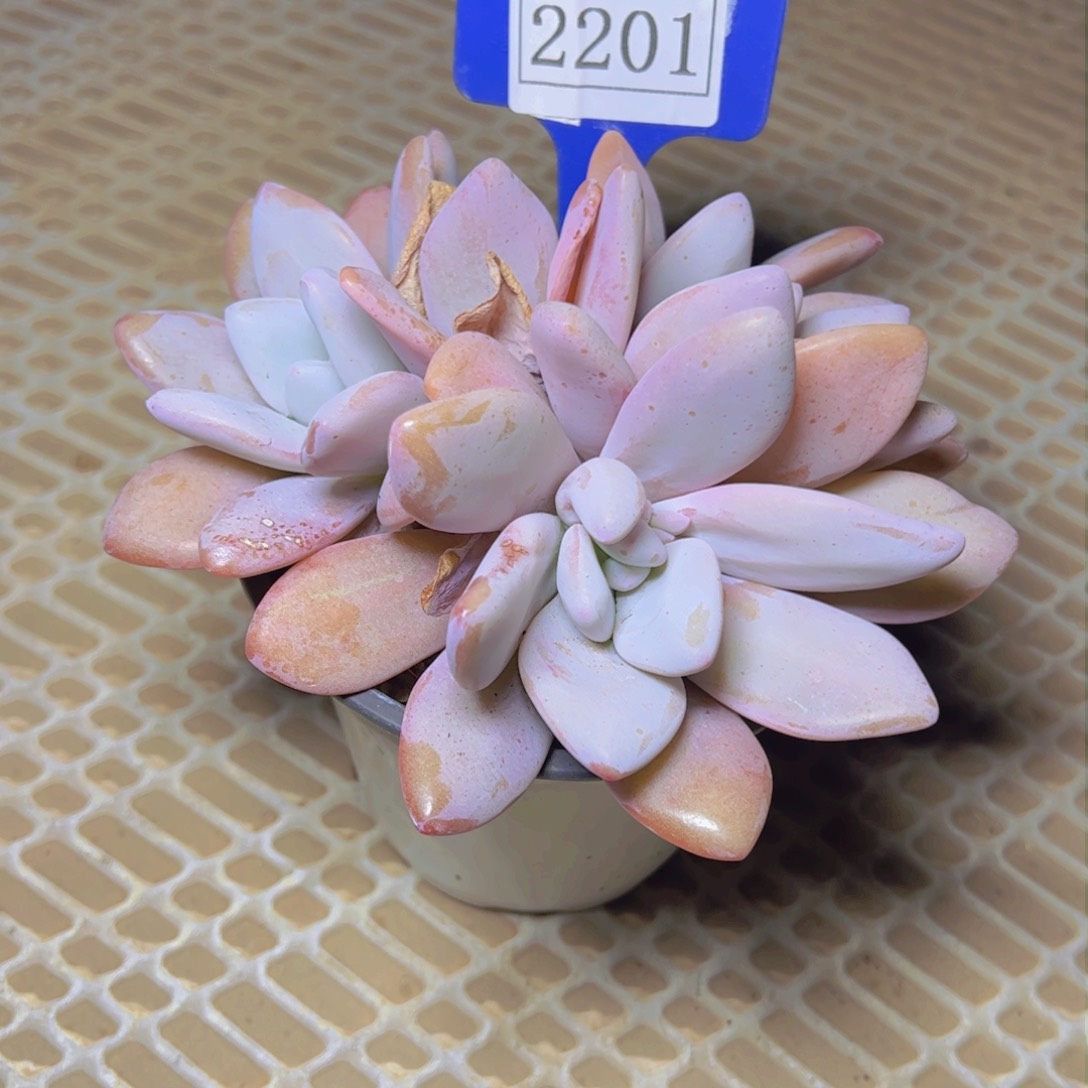 华****金粉兔2201多肉植物