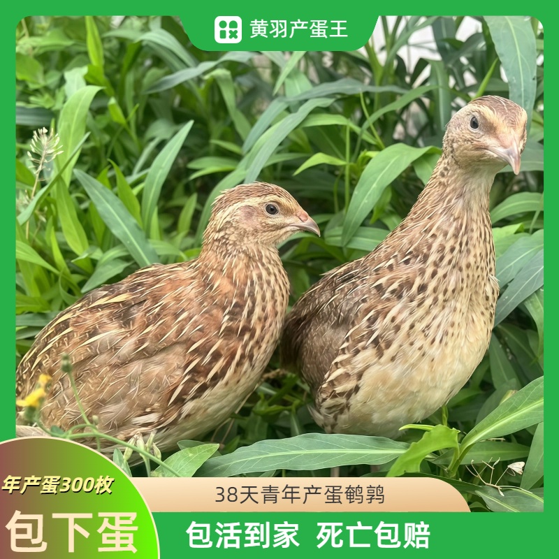 青年鹌鹑活苗天天下蛋繁殖活物家养小鸡鹌鹑苗阳台可养宠物鹌鹑鸡