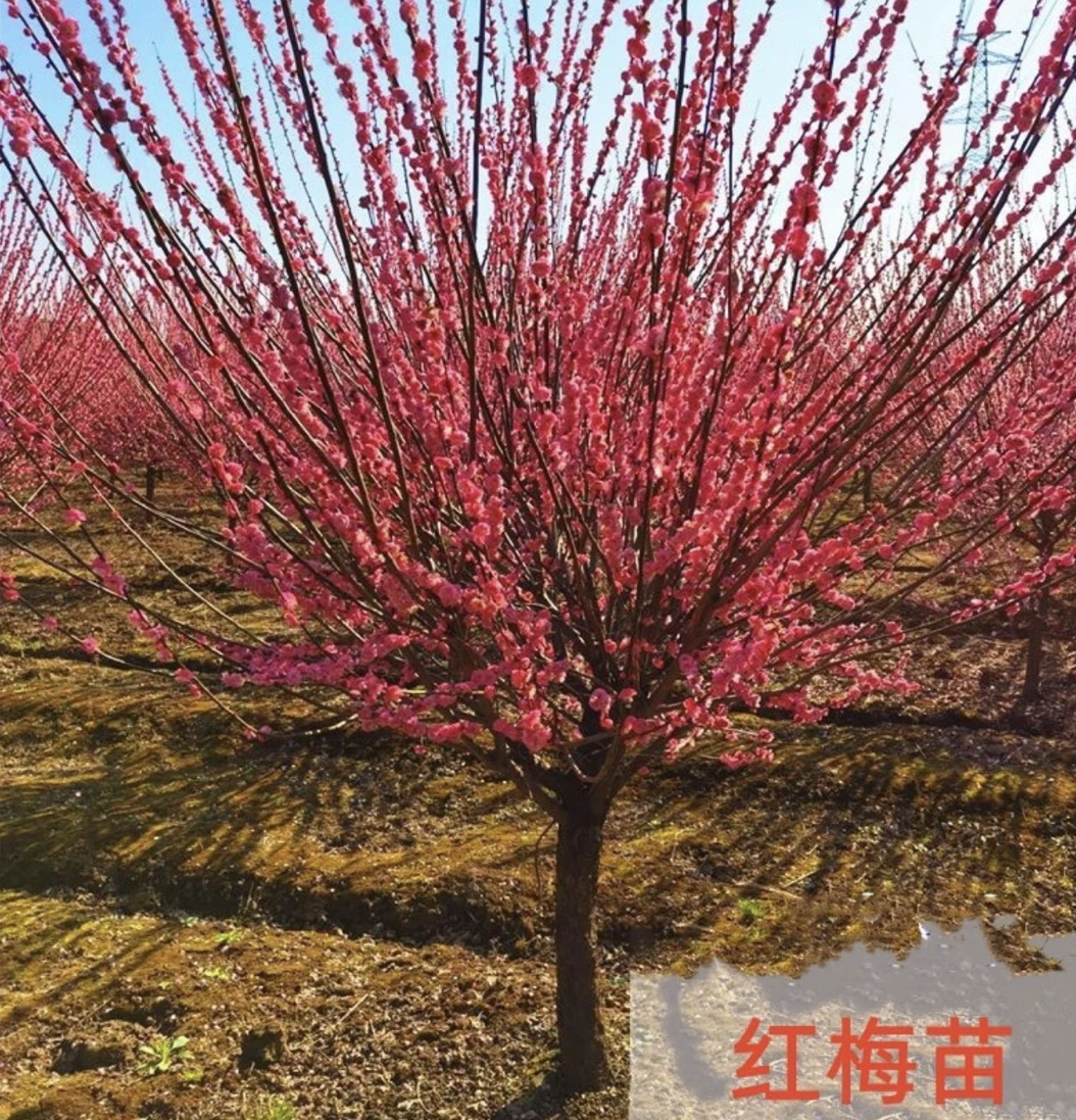 原生红梅花树苗庭院地栽盆栽老桩耐寒冬季开花卉浓香高杆骨里红梅