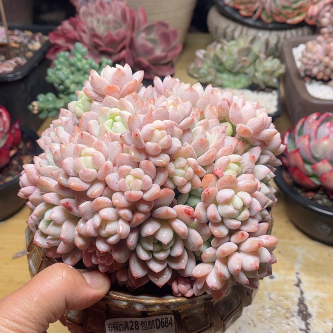 【闪购商品】684桃酥