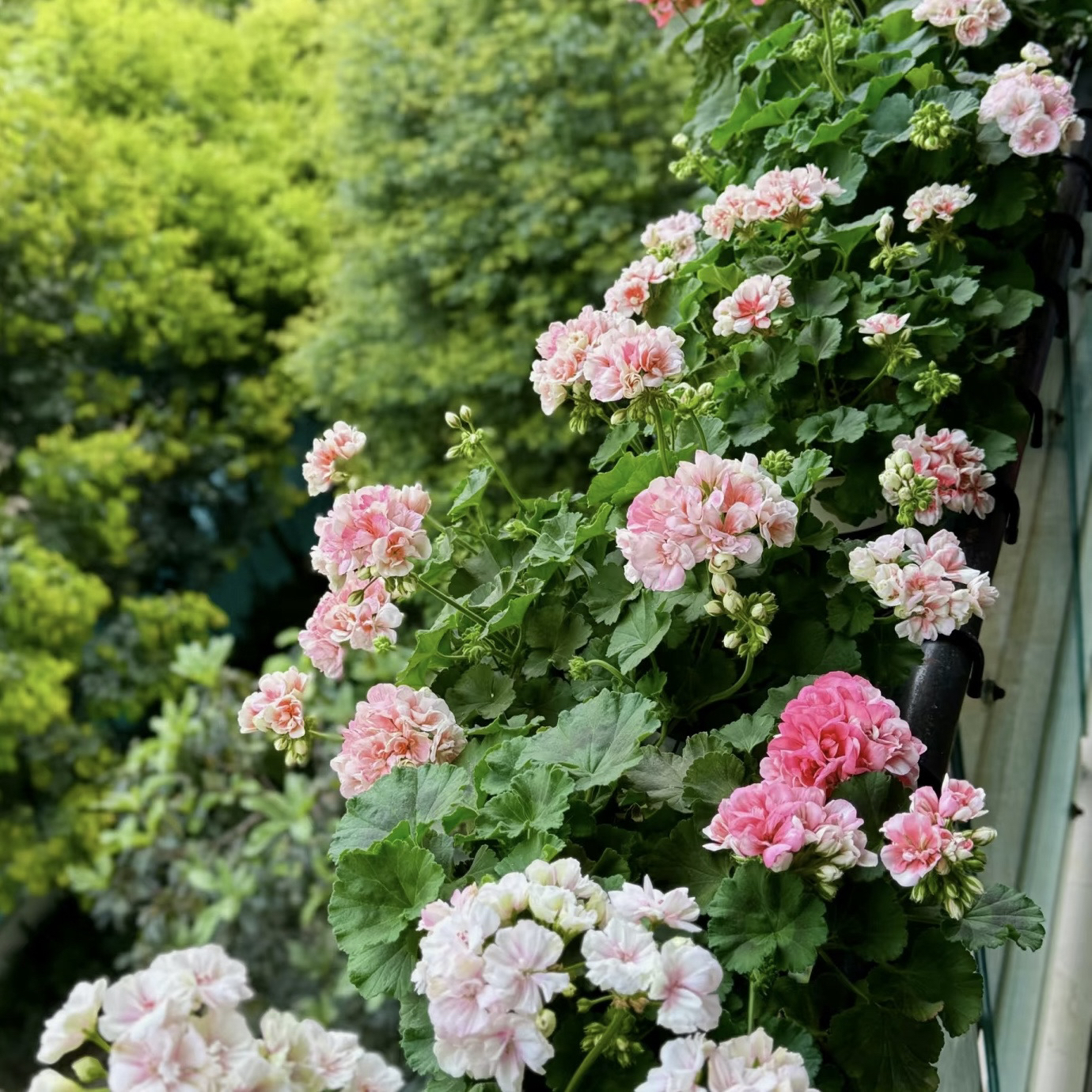 【四盆组合】直立-天竺葵包邮无售后