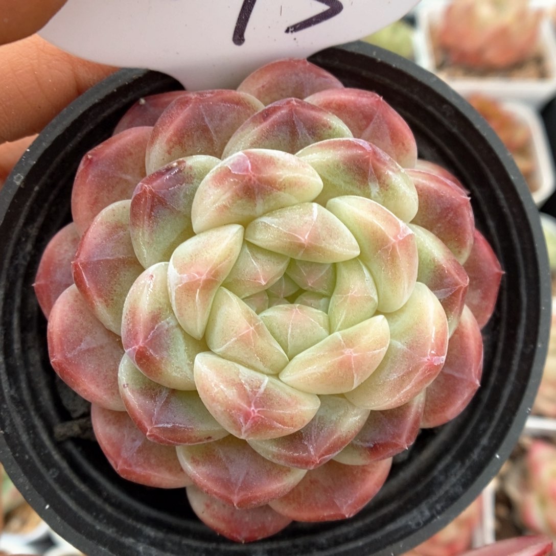 巧克力冰魄可拍543号。   