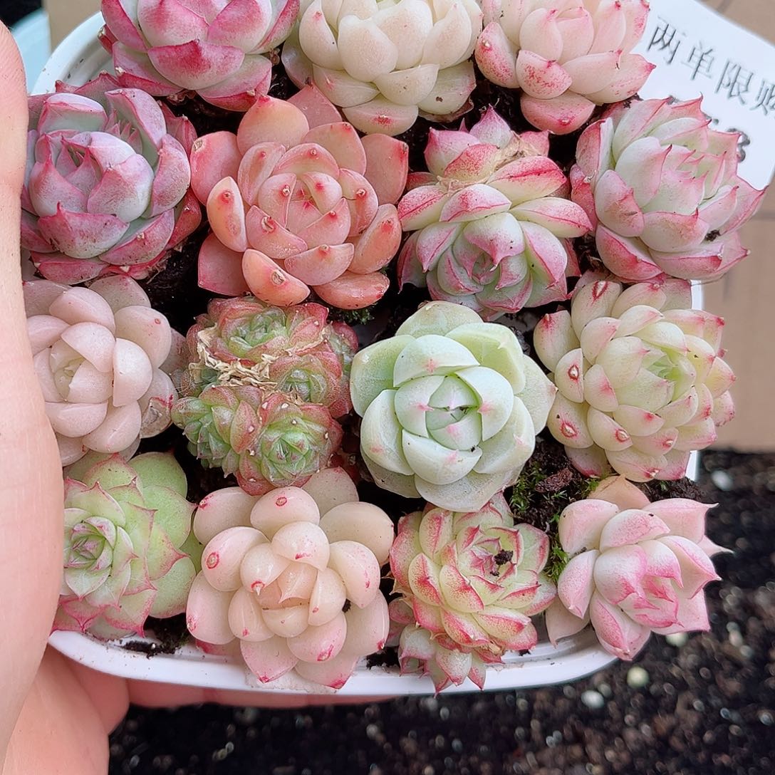 1-558 新疆西藏内蒙不发12.8包邮2-3公分多肉