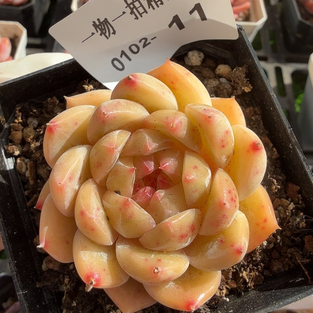 0102-11多肉一物一拍