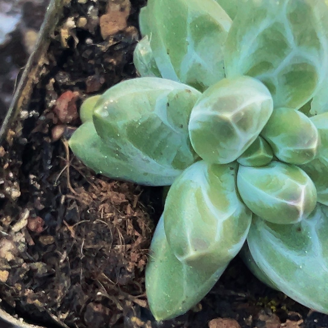 1颗美人系列多肉植物