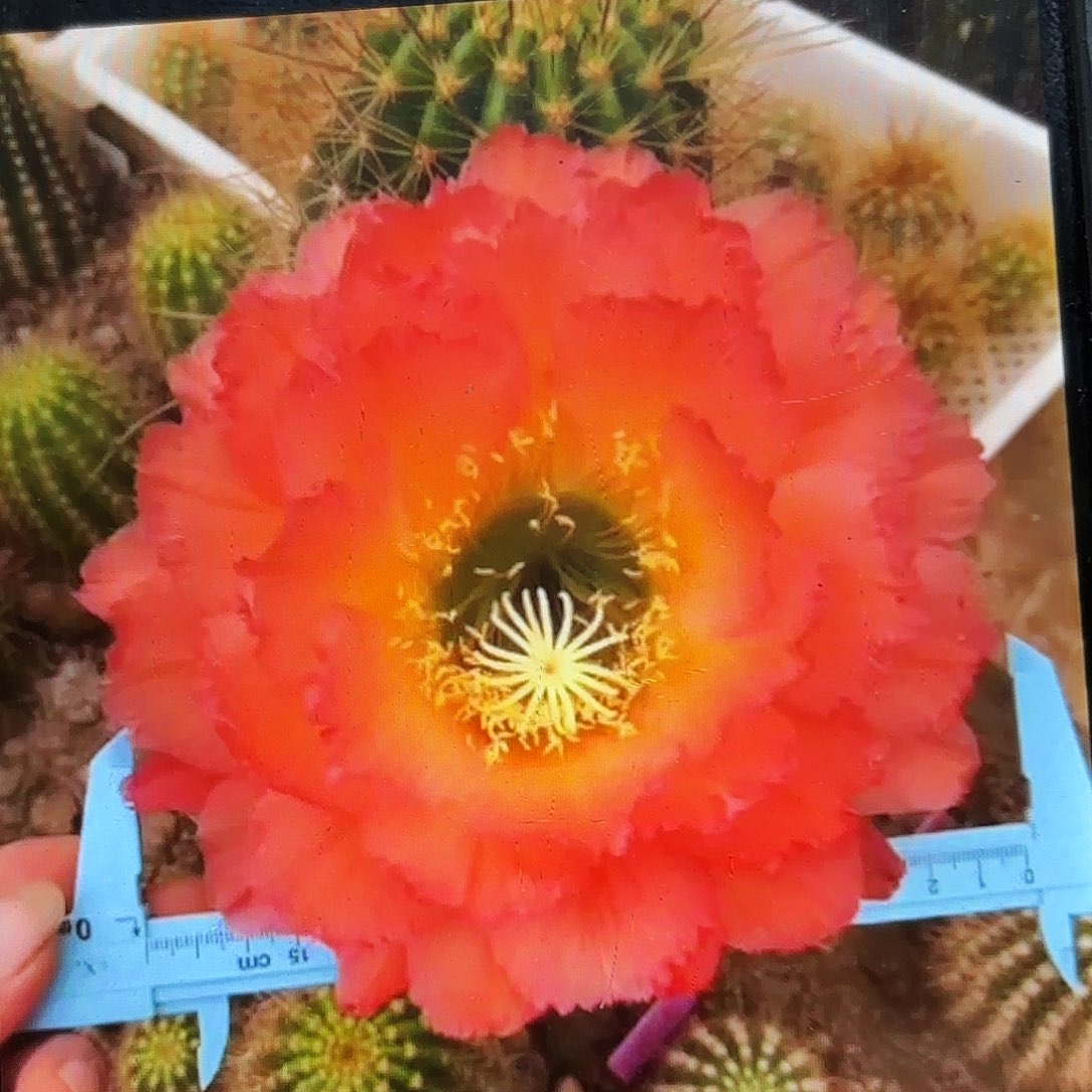 毛04毛侧牙20包邮32