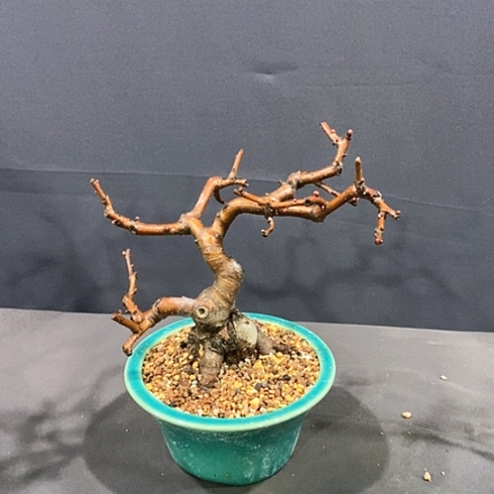 少量花朵（建议范围：2朵-5朵 或40%以下）傅