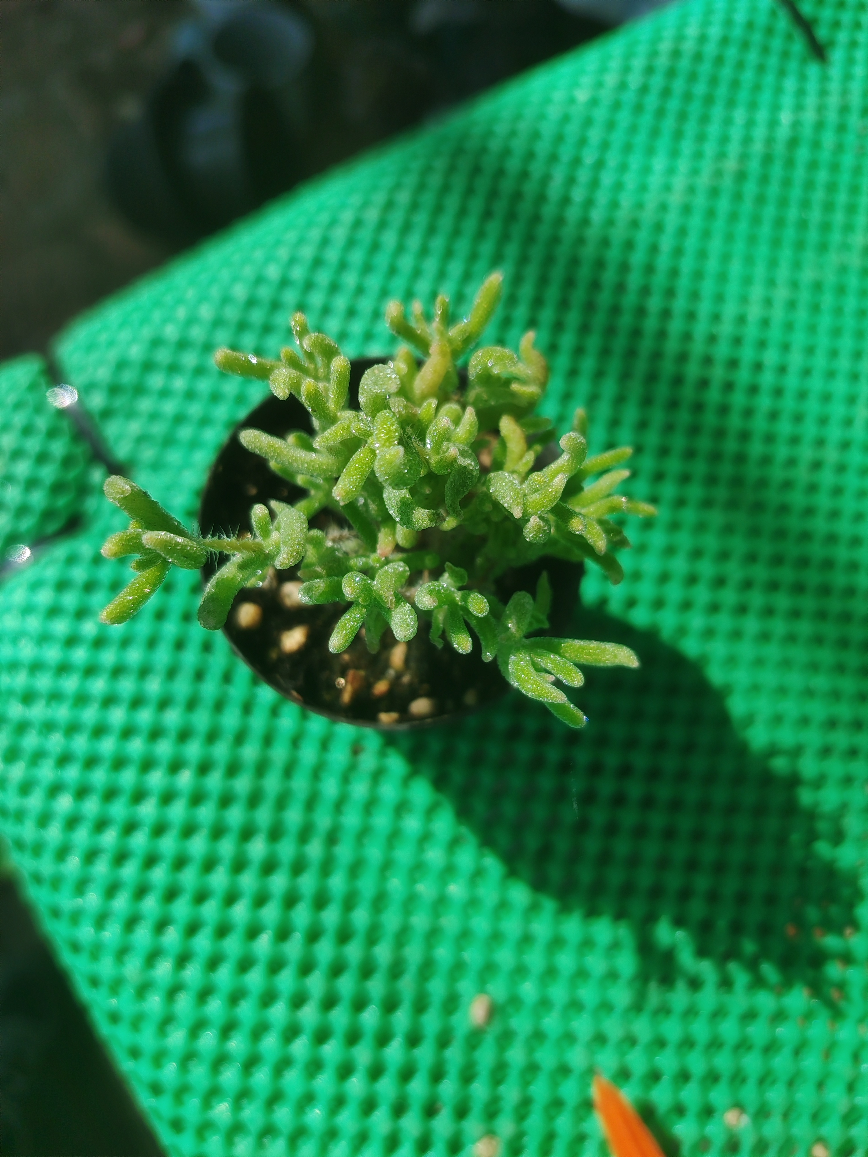 冰橙锦60杯枝干番杏奔龙开花好看带盆发货的多肉植物室内小盆栽