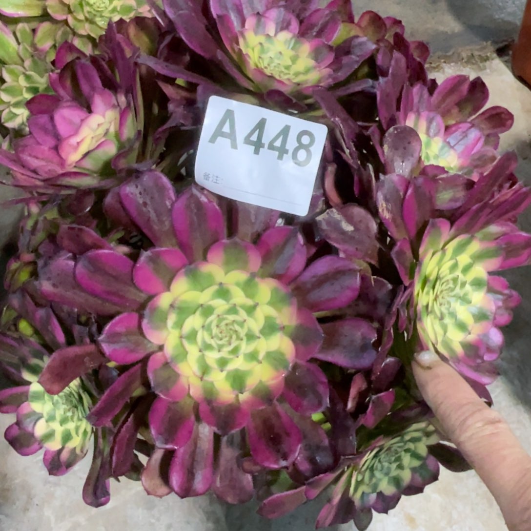 维纳斯448初八发货