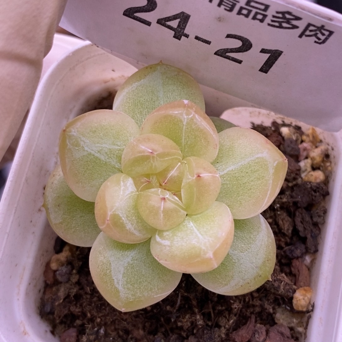 【闪购商品】24-21钻石珍妮