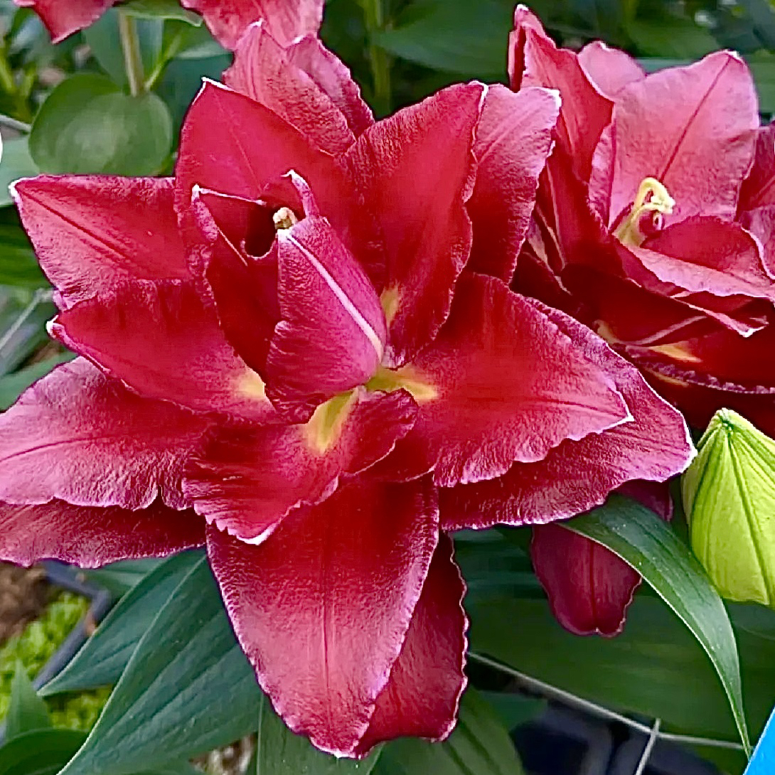 四季可种1棵【红骑士】20/22进口香水百合花球