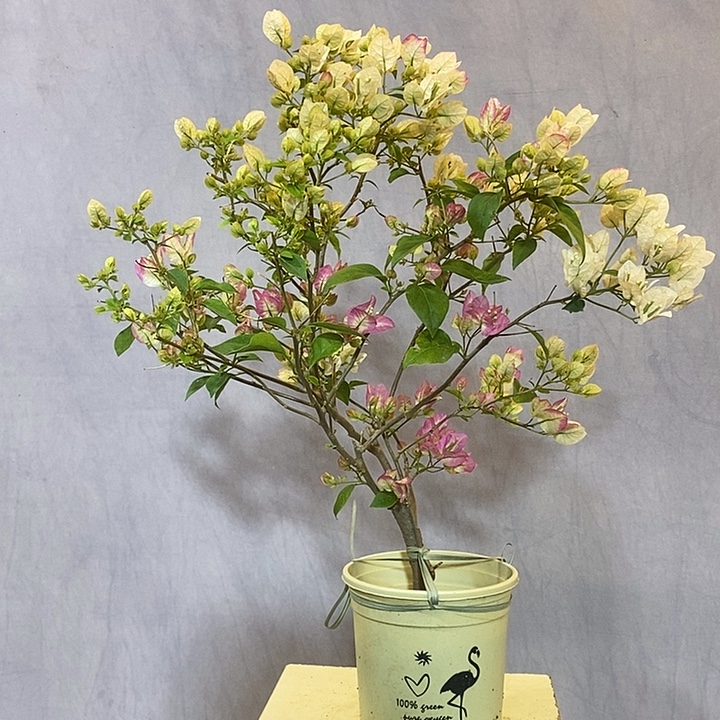 大量花朵（建议范围：8朵-15朵 或40%以上）椰子冰