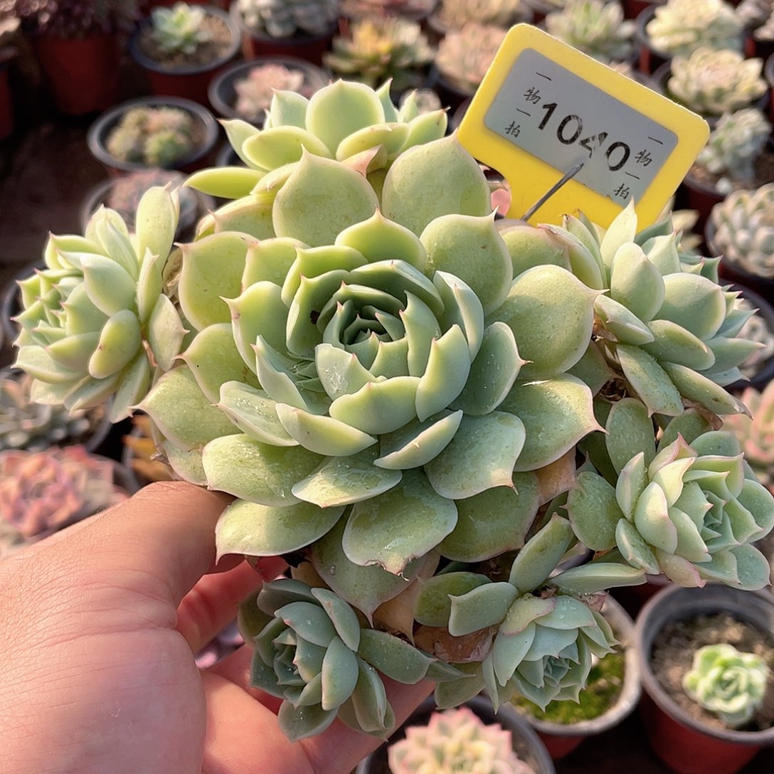 挽****1040号多肉植物盆栽