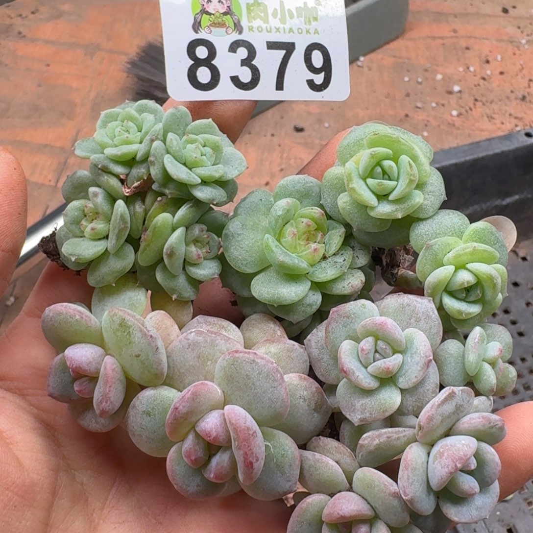 柒***默多肉植物多肉植物