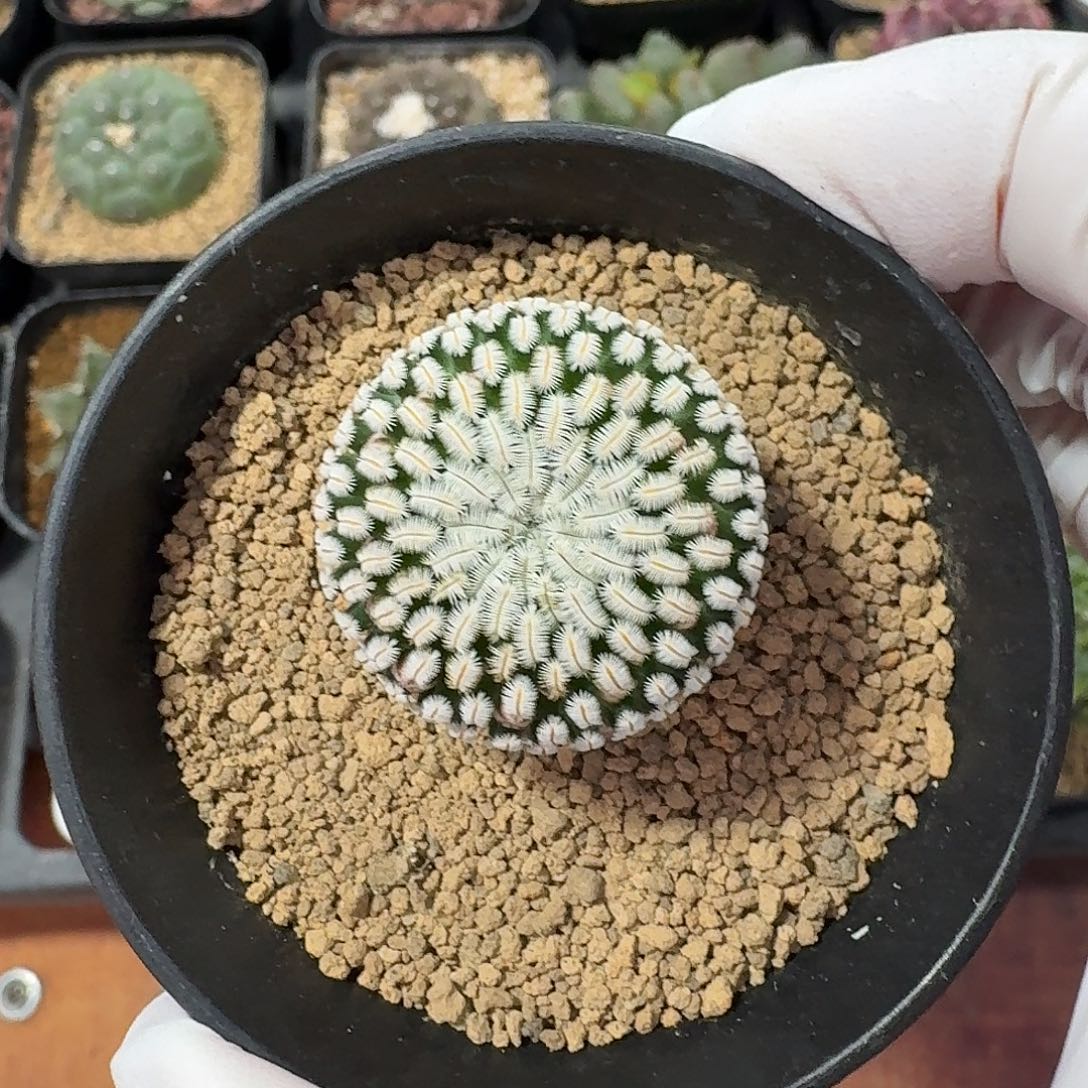 小号白斜子仙人球22