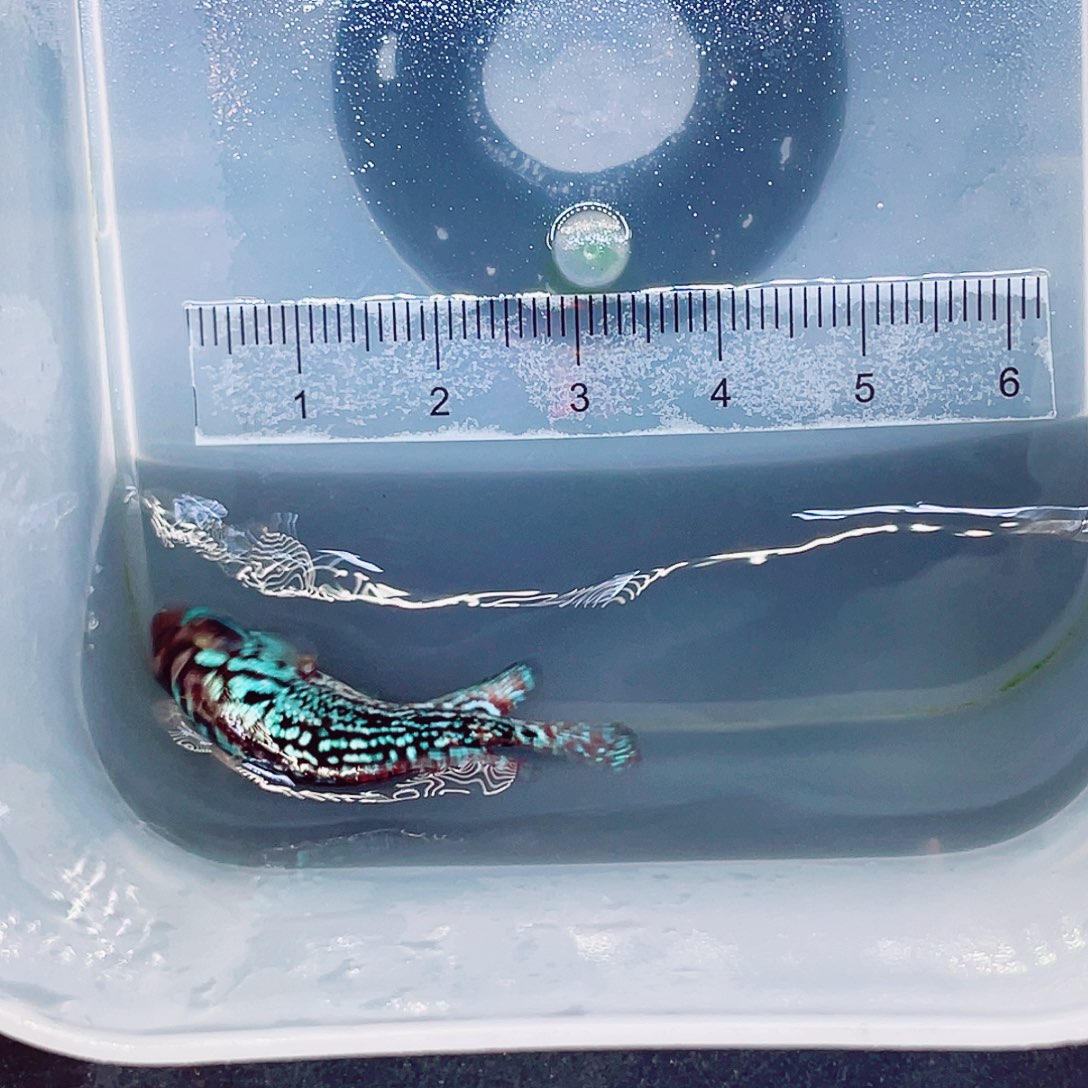 9***7罗汉鱼f2罗汉鱼苗一条