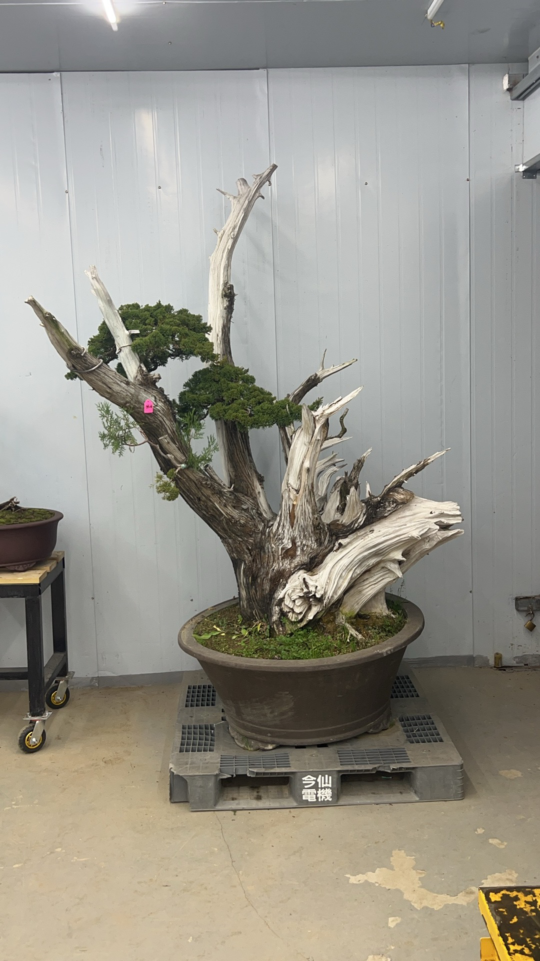 老桩老盆口济州真柏