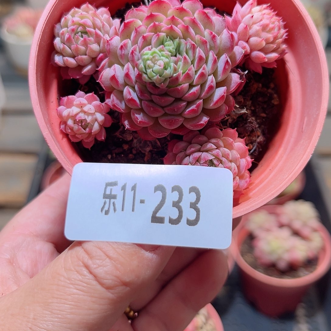 乐11-233 小红丁群