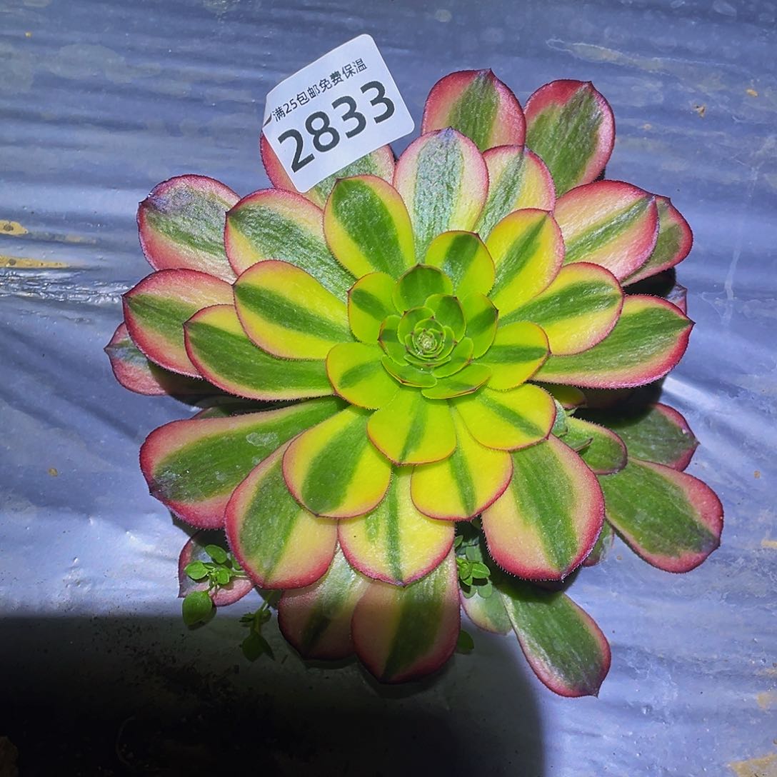 2833火狐多肉植物