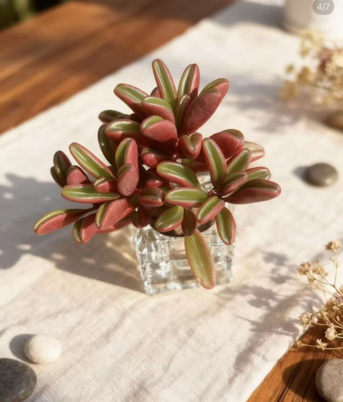 无土多肉 红百合1颗（带水晶盆）