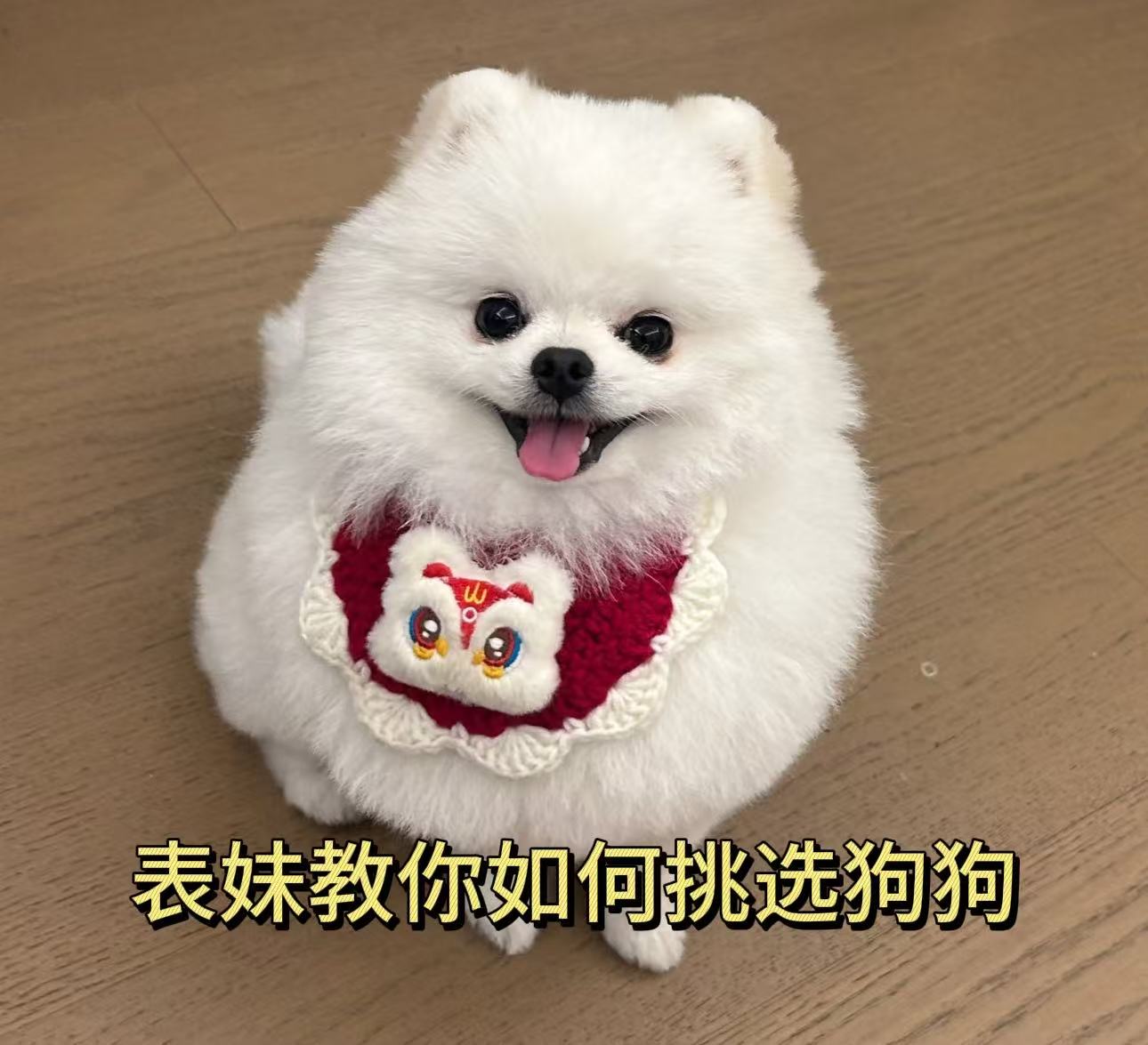 表妹教你如何挑选毛孩子 文1