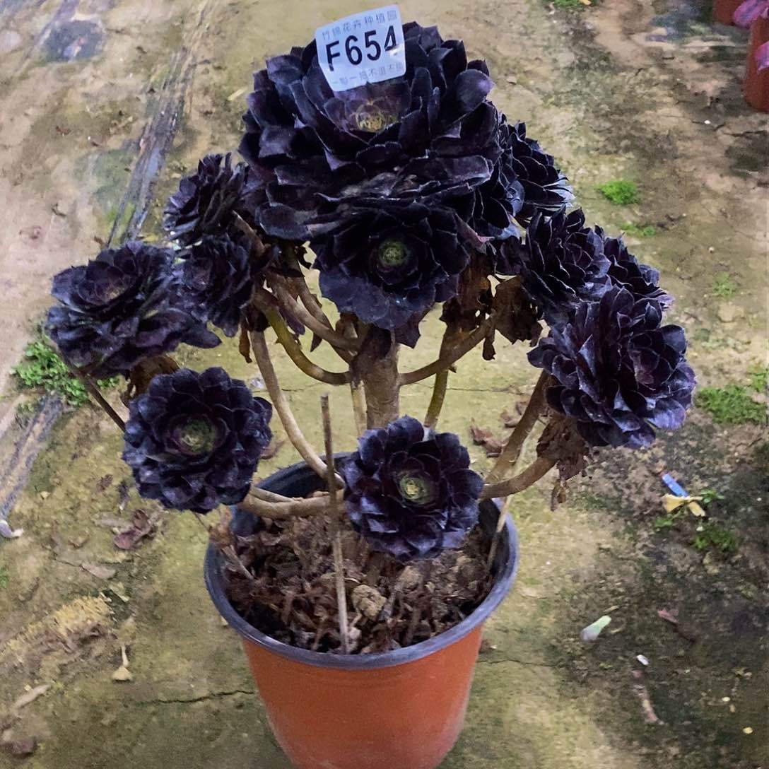 654花花公子一棵