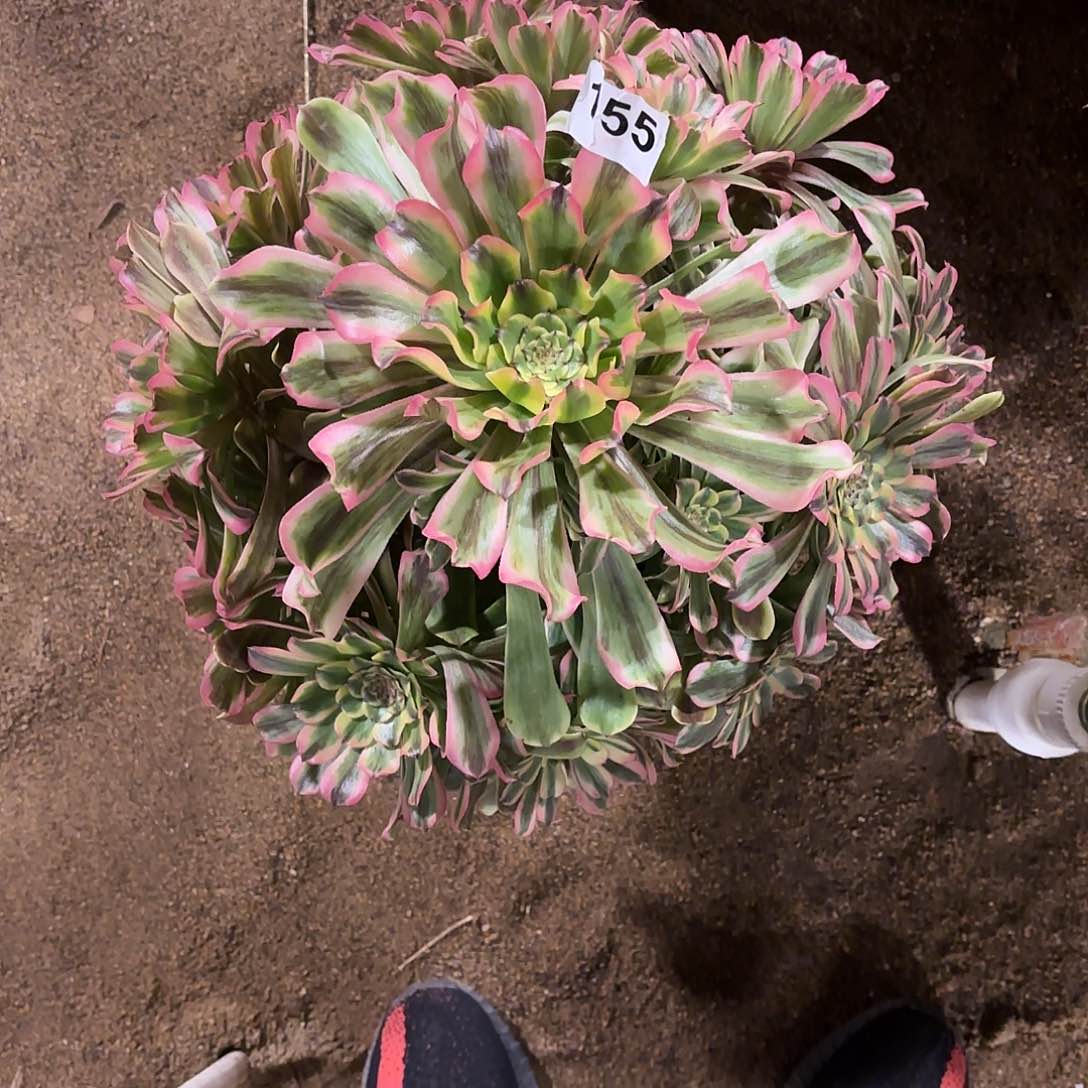 多肉法师黛玉155