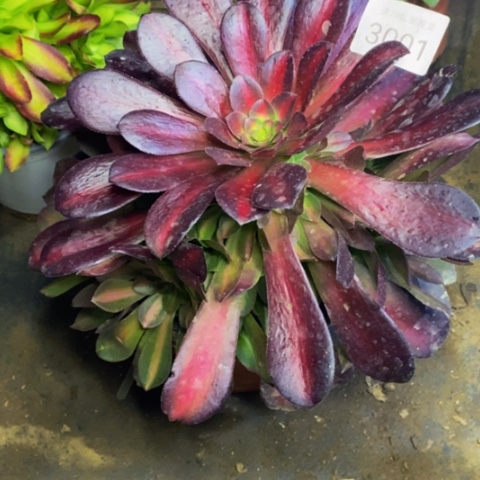 花娜锦多肉植物3001