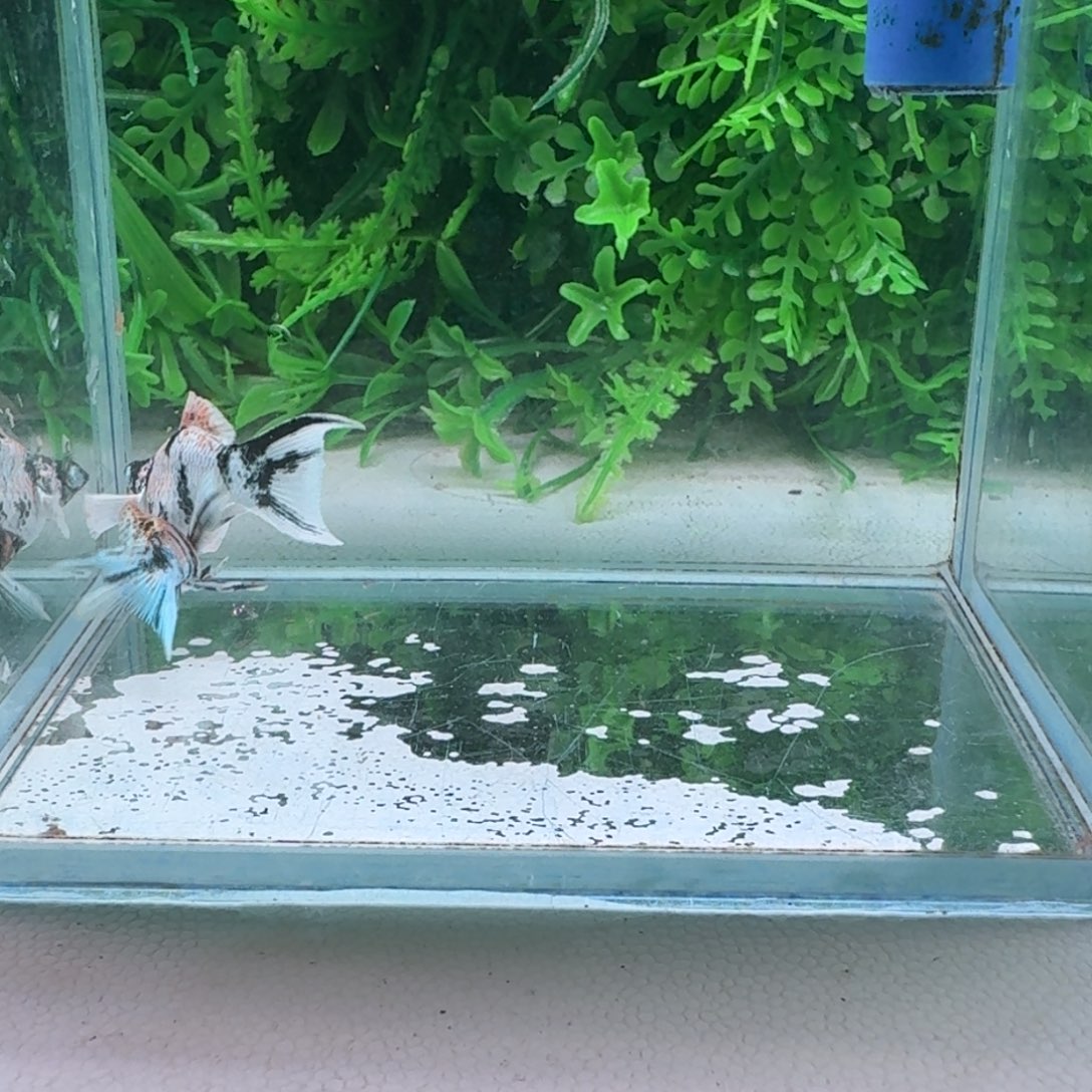 黑玛丽鱼107号玛丽2条