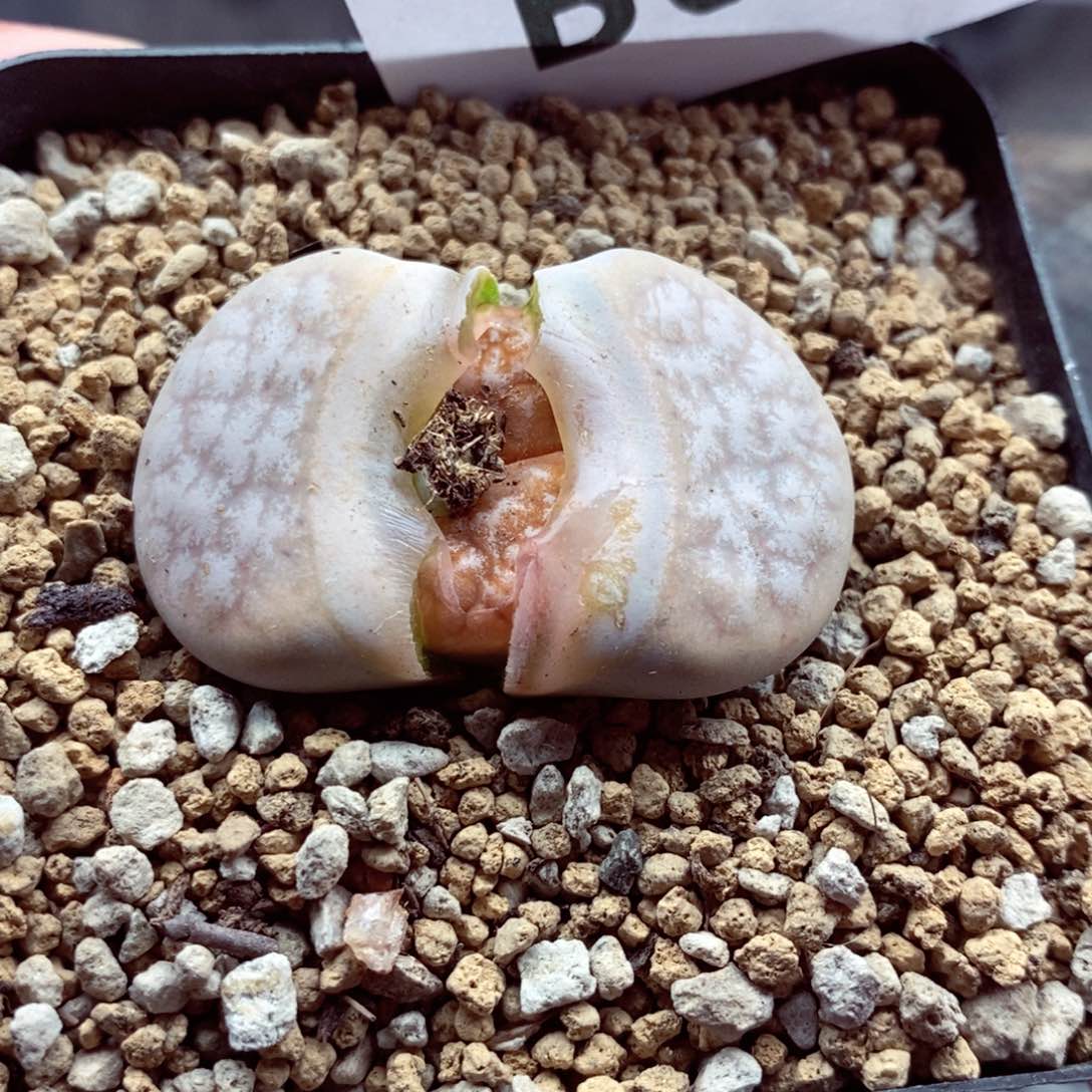 我的小姐姐们都687