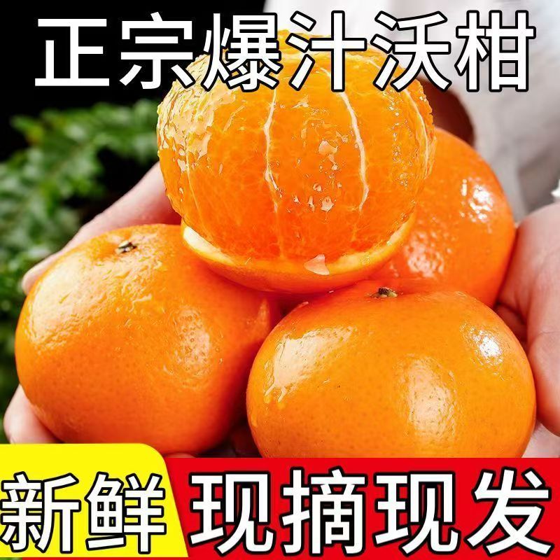 云南哀牢山高原沃柑净重4.5斤装新鲜现采现摘产地直发