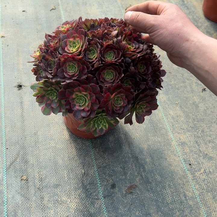 10安娜多肉多肉多肉多肉