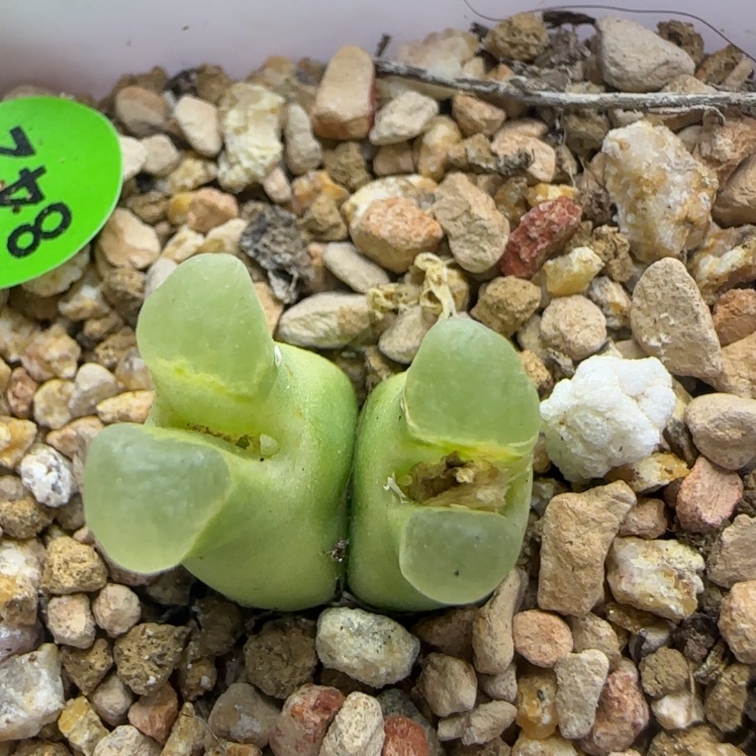 超级奶瓶多肉植物842