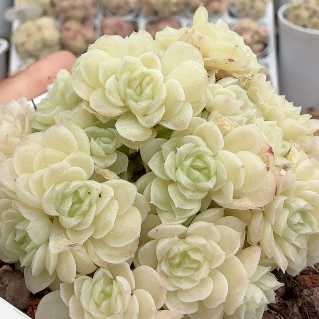 【闪购商品】0216-112白珠光优选麦杆