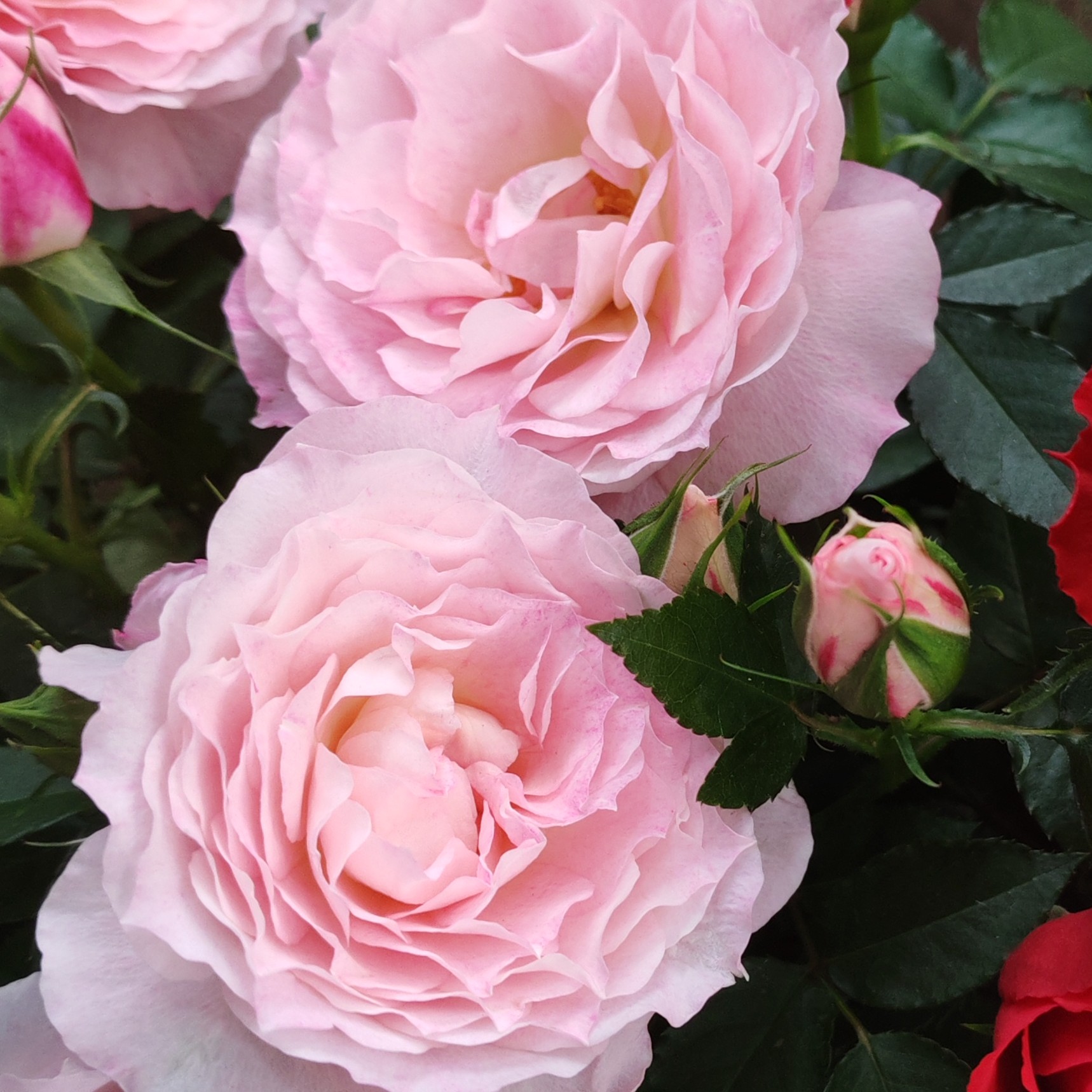 “双十一”海神王特惠福利带花苞发基地直发